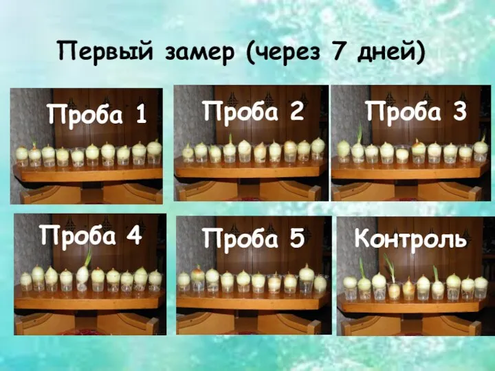 Первый замер (через 7 дней) Проба 1 Проба 2 Проба 3 Проба 4 Проба 5 Контроль