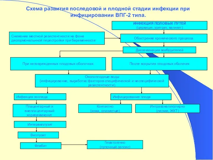 Схема развития последовой и плодной стадии инфекции при инфицировании ВПГ-2 типа.