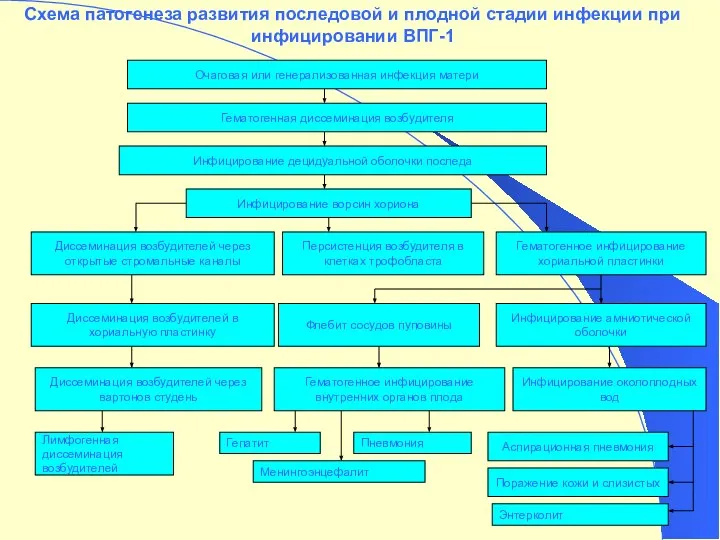 Схема патогенеза развития последовой и плодной стадии инфекции при инфицировании ВПГ-1