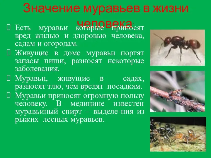 Значение муравьев в жизни человека: Есть муравьи которые приносят вред жилью