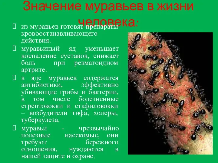 Значение муравьев в жизни человека: из муравьев готовят препараты кровоостанавливающего действия.