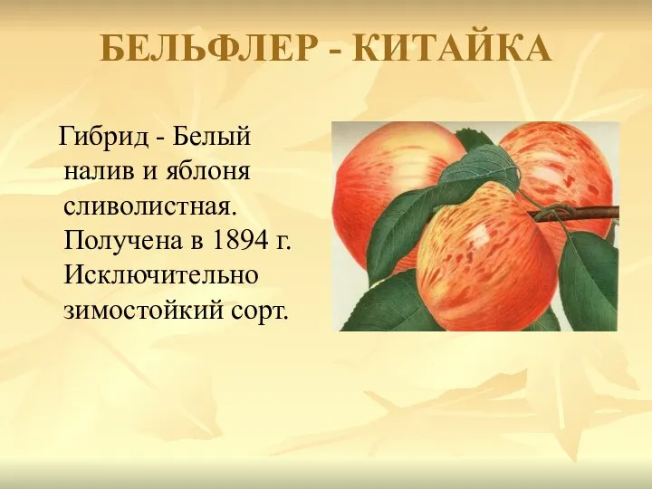 БЕЛЬФЛЕР - КИТАЙКА Гибрид - Белый налив и яблоня сливолистная. Получена