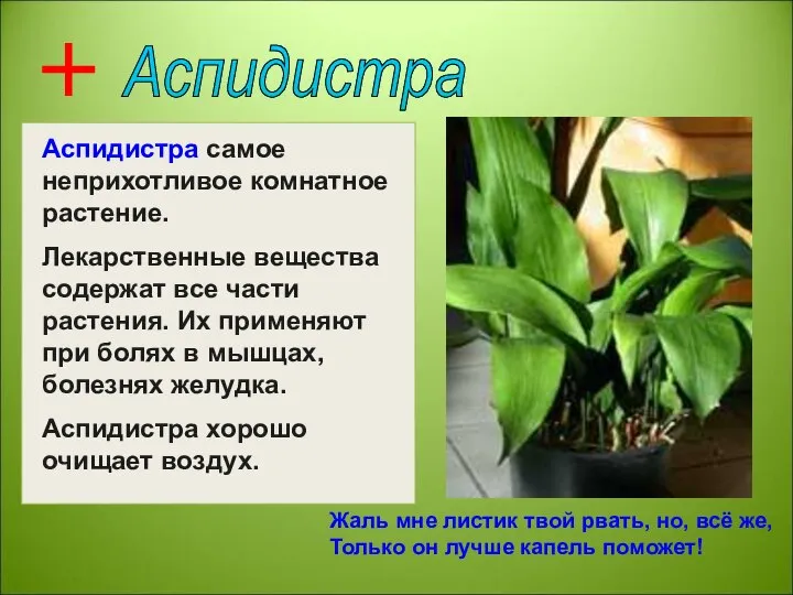 Аспидистра Аспидистра самое неприхотливое комнатное растение. Лекарственные вещества содержат все части