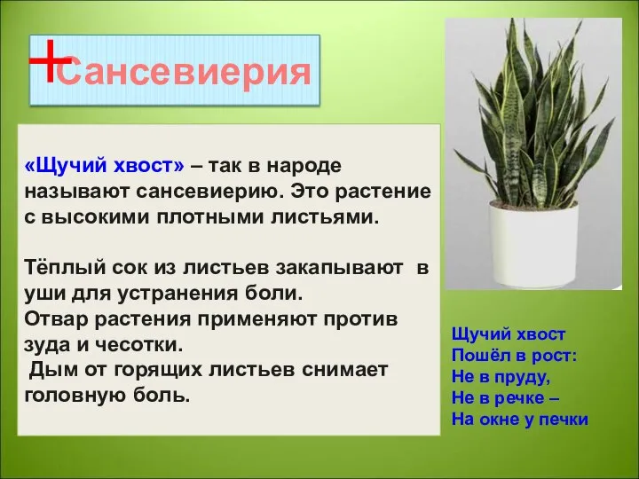 Сансевиерия Щучий хвост Пошёл в рост: Не в пруду, Не в