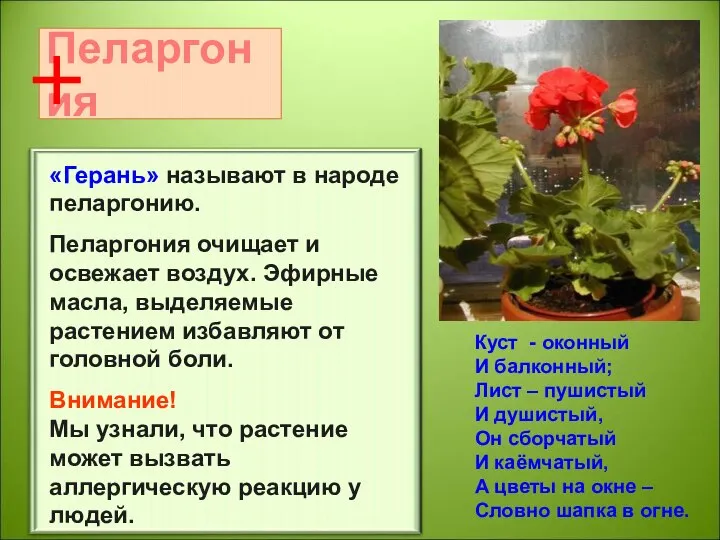 «Герань» называют в народе пеларгонию. Пеларгония очищает и освежает воздух. Эфирные