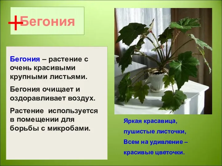 Бегония Яркая красавица, пушистые листочки, Всем на удивление – красивые цветочки.