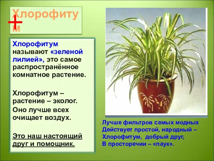 Хлорофитум Лучше фильтров самых модных Действует простой, народный – Хлорофитум, добрый друг, В просторечии – «паук».