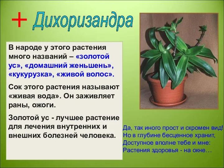 Дихоризандра В народе у этого растения много названий – «золотой ус»,