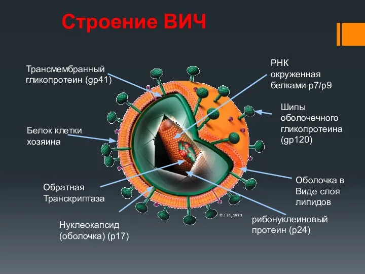 Строение ВИЧ Белок клетки хозяина Оболочка в Виде слоя липидов Обратная