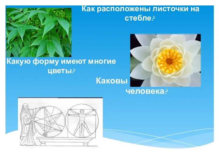 Каковы пропорции тела человека? Какую форму имеют многие цветы? Как расположены листочки на стебле?