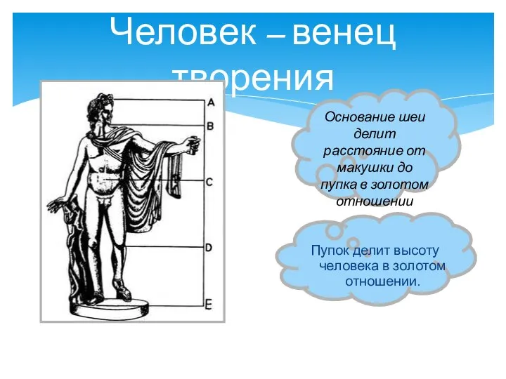 Человек – венец творения Основание шеи делит расстояние от макушки до