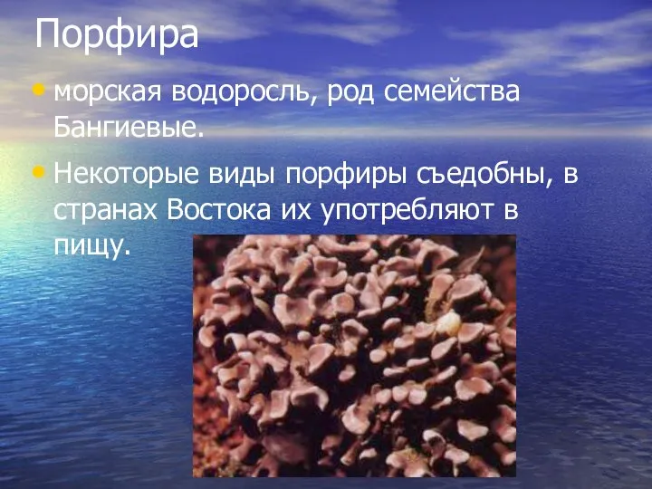 Порфира морская водоросль, род семейства Бангиевые. Некоторые виды порфиры съедобны, в