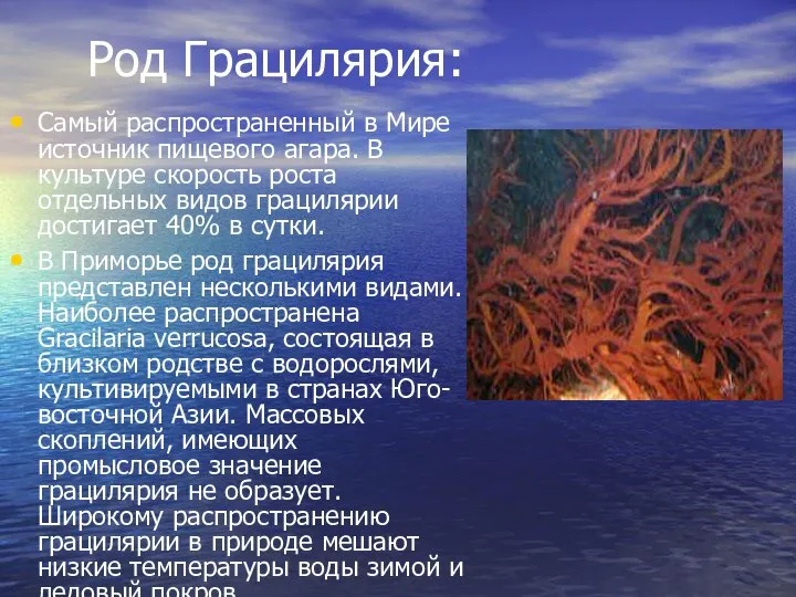 Род Грацилярия: Самый распространенный в Мире источник пищевого агара. В культуре