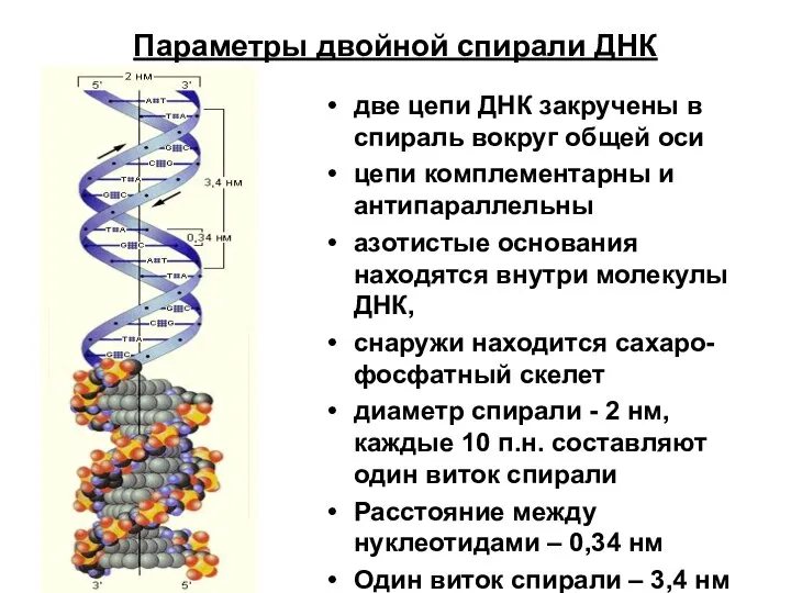 Параметры двойной спирали ДНК две цепи ДНК закручены в спираль вокруг