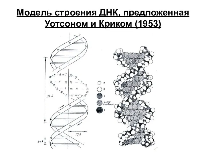 Модель строения ДНК, предложенная Уотсоном и Криком (1953)