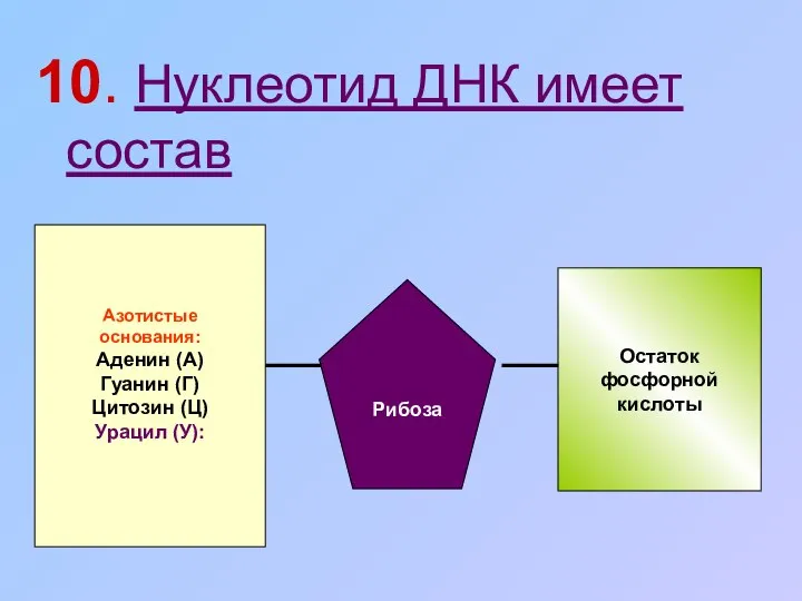 10. Нуклеотид ДНК имеет состав