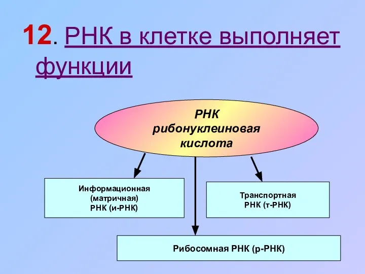 12. РНК в клетке выполняет функции