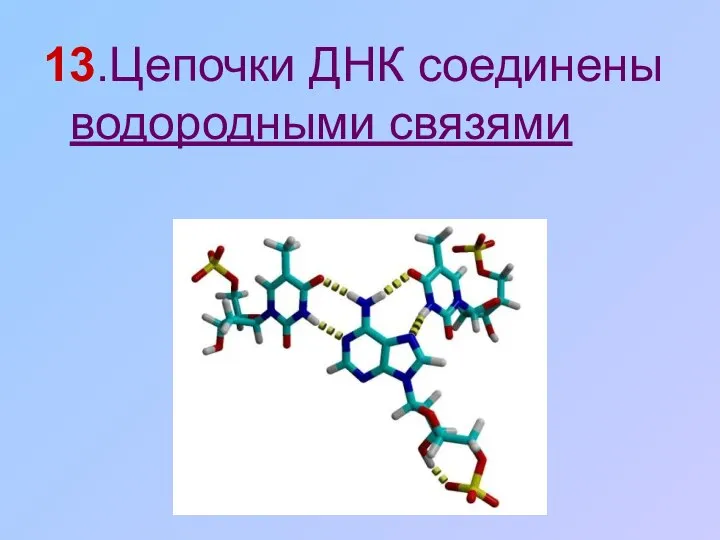 13.Цепочки ДНК соединены водородными связями