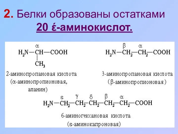 2. Белки образованы остатками 20 έ-аминокислот.