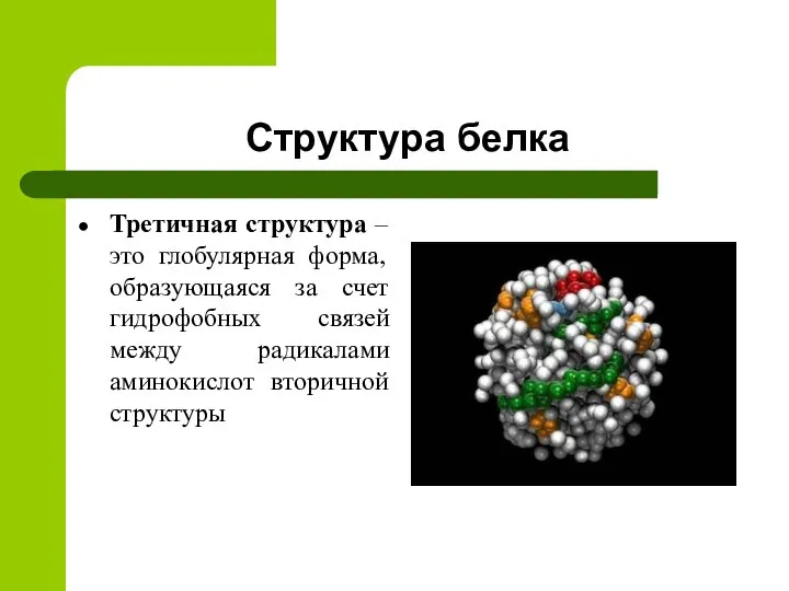 Структура белка Третичная структура – это глобулярная форма, образующаяся за счет