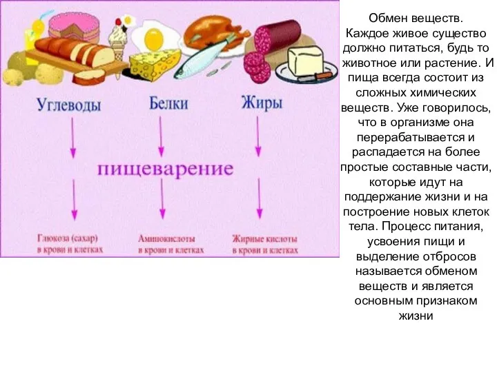 Обмен веществ. Каждое живое существо должно питаться, будь то животное или