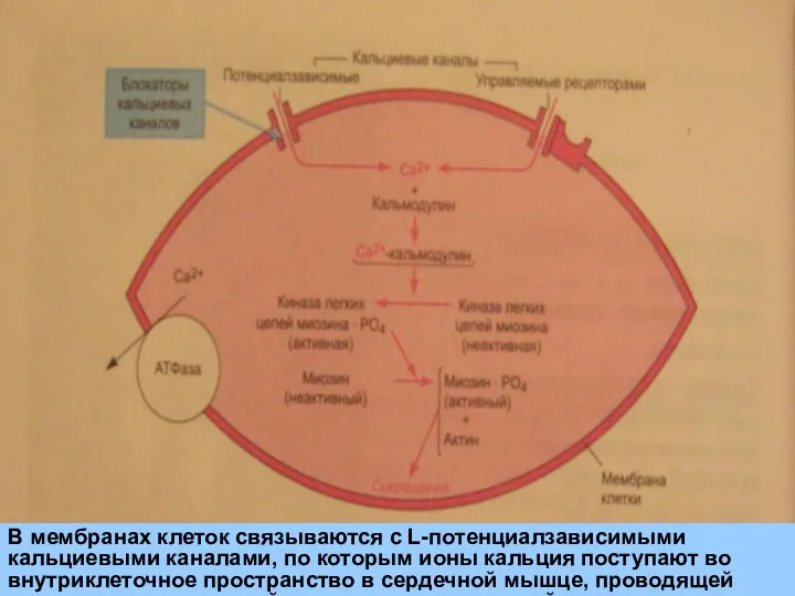 В мембранах клеток связываются с L-потенциалзависимыми кальциевыми каналами, по которым ионы