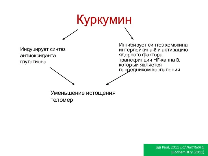 Куркумин Индуцирует синтез антиоксиданта глутатиона Ингибирует синтез хемокина интерлейкина-8 и активацию