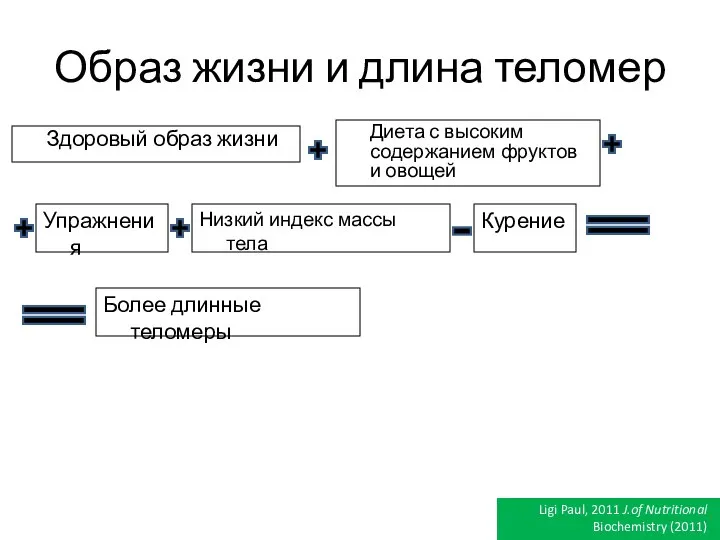 Образ жизни и длина теломер Здоровый образ жизни Ligi Paul, 2011