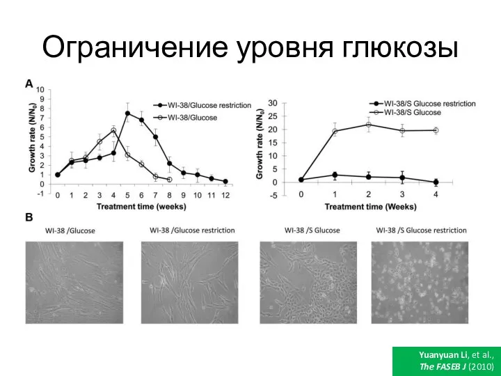 Ограничение уровня глюкозы Yuanyuan Li, et al., The FASEB J (2010)