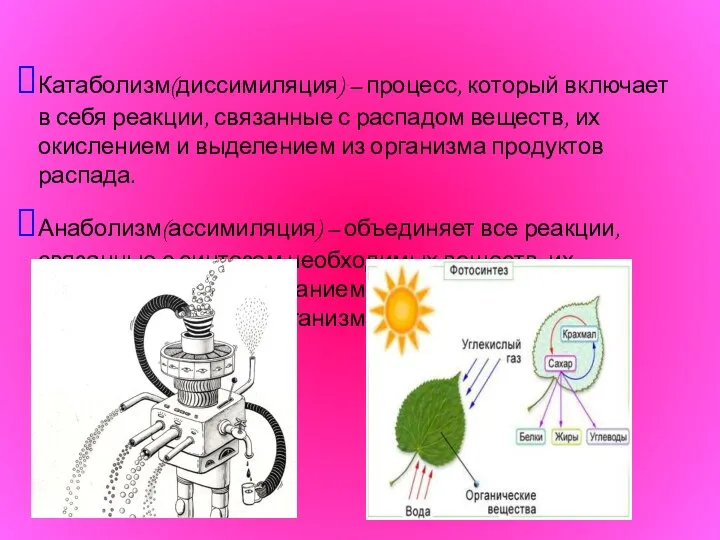 Катаболизм(диссимиляция) – процесс, который включает в себя реакции, связанные с распадом