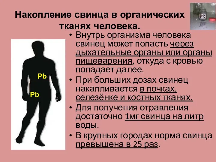 Накопление свинца в органических тканях человека. Pb Внутрь организма человека свинец