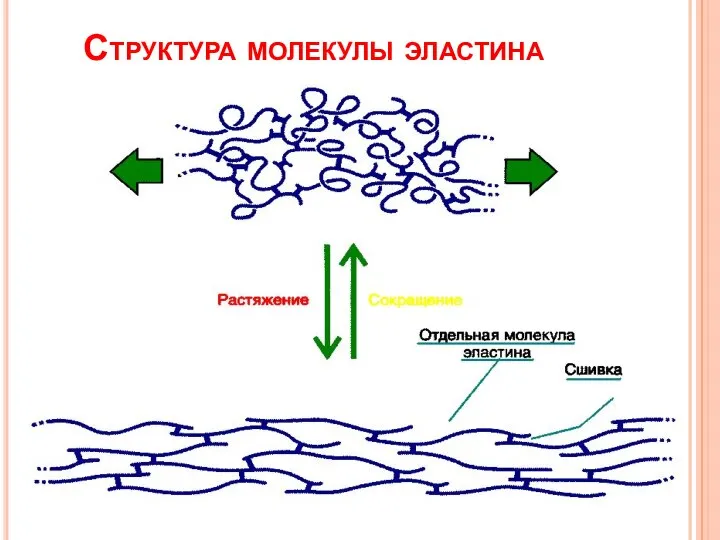 Структура молекулы эластина