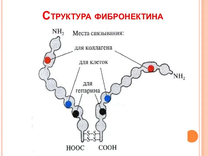 Структура фибронектина