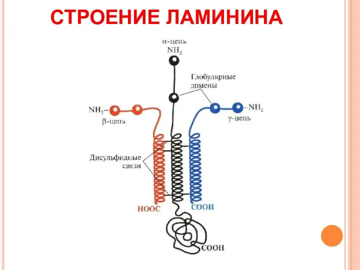 СТРОЕНИЕ ЛАМИНИНА