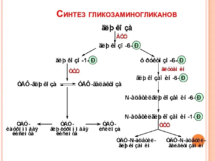 Синтез гликозаминогликанов