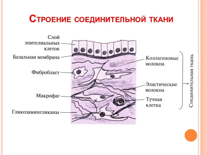 Строение соединительной ткани