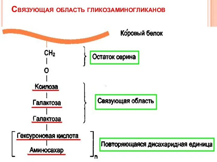 Связующая область гликозаминогликанов