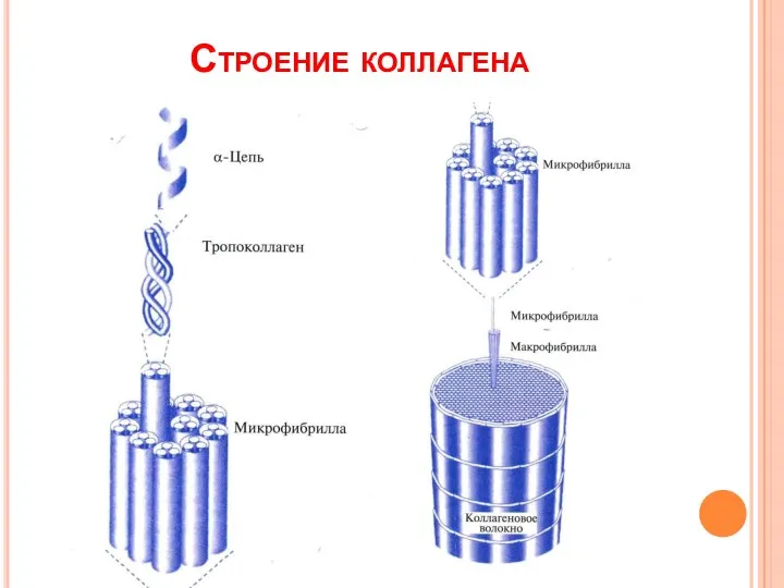 Строение коллагена