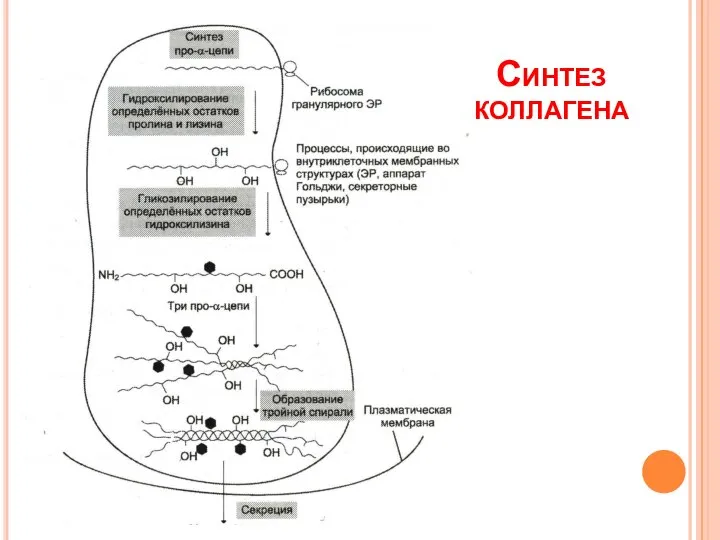 Синтез коллагена