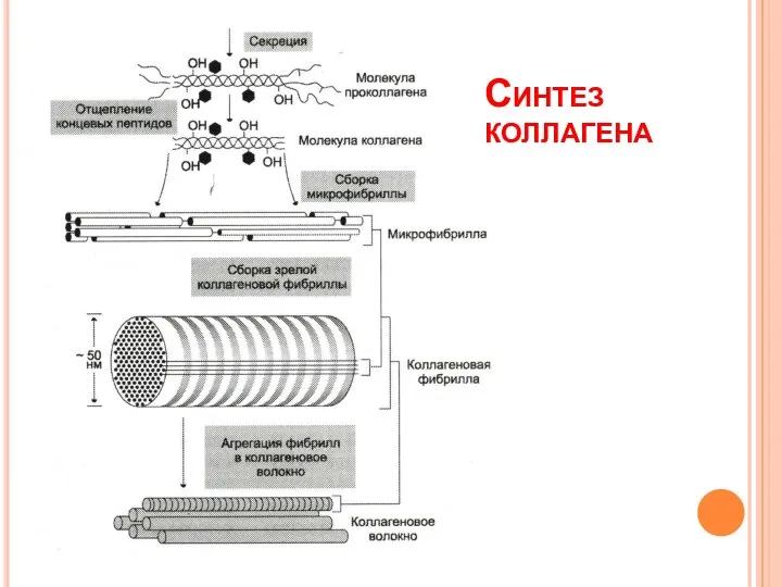 Синтез коллагена