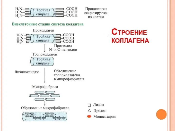 Строение коллагена