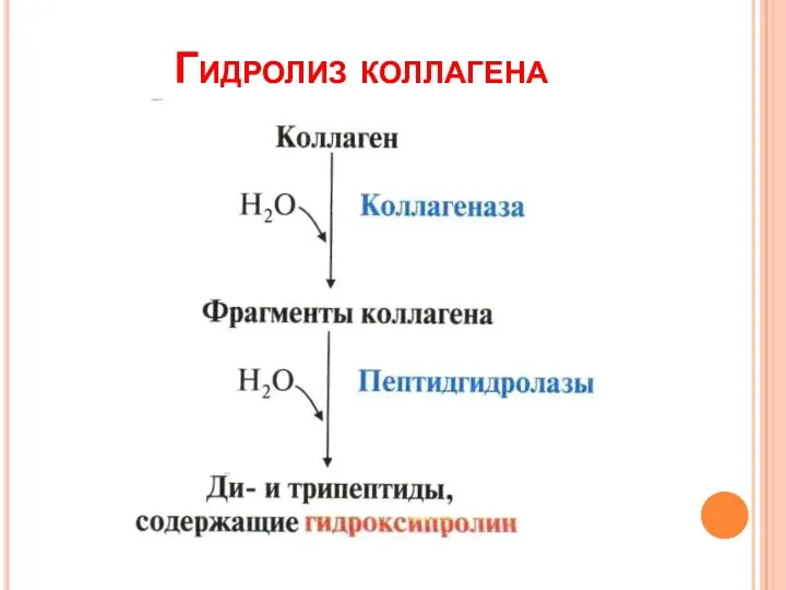 Гидролиз коллагена