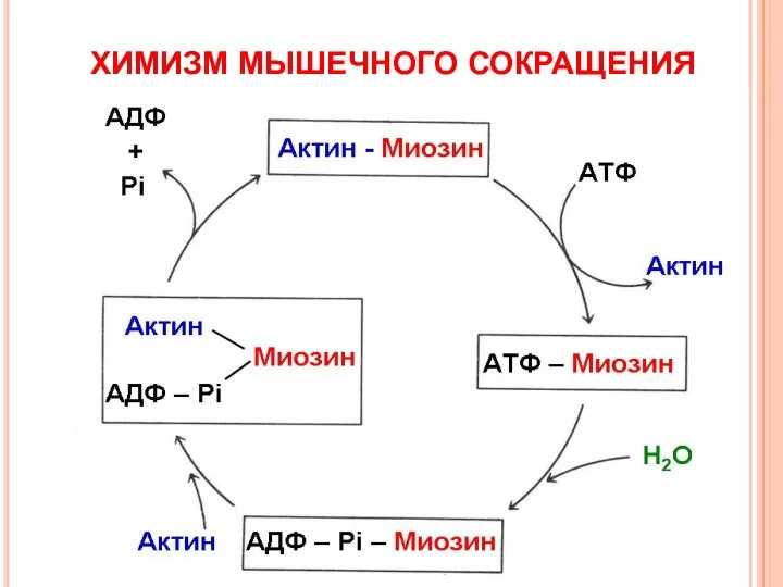 ХИМИЗМ МЫШЕЧНОГО СОКРАЩЕНИЯ