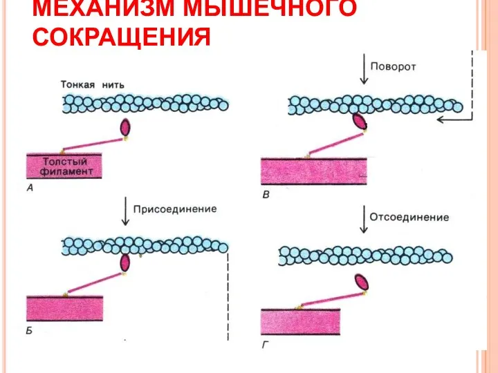 МЕХАНИЗМ МЫШЕЧНОГО СОКРАЩЕНИЯ