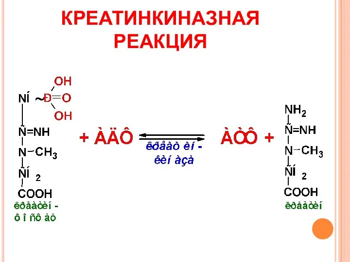 КРЕАТИНКИНАЗНАЯ РЕАКЦИЯ