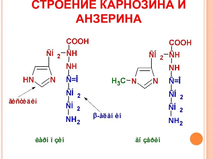 СТРОЕНИЕ КАРНОЗИНА И АНЗЕРИНА