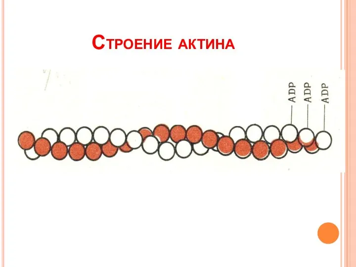 Строение актина