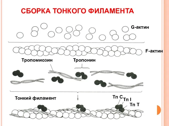 СБОРКА ТОНКОГО ФИЛАМЕНТА G-актин F-актин Тропонин Тропомиозин Тонкий филамент Тп С Тп Т Тп I