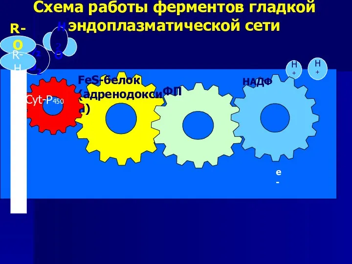 Схема работы ферментов гладкой эндоплазматической сети FeS-белок (адренодоксин) ФП Cyt-P450 ½