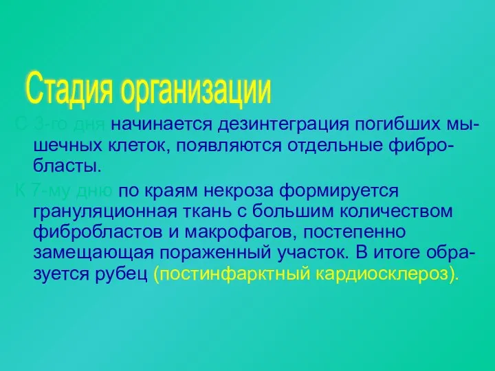 С 3-го дня начинается дезинтеграция погибших мы-шечных клеток, появляются отдельные фибро-бласты.